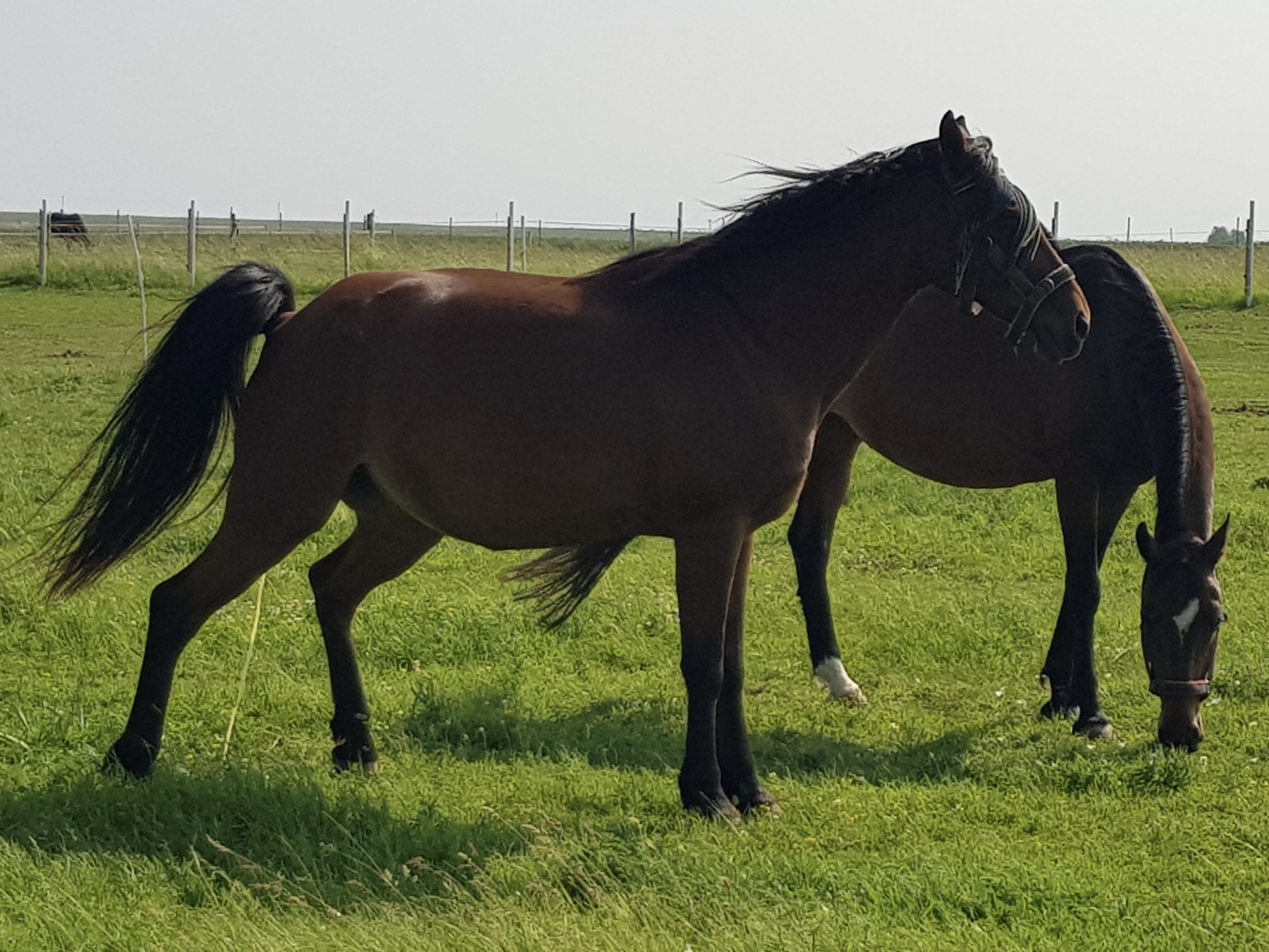 Veterinárne prípravky ALAVIS™ pre kone